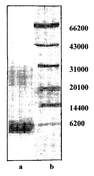 Enzymolyzed Polypeptides of Trigonophyllus chinensis and its preparation and application