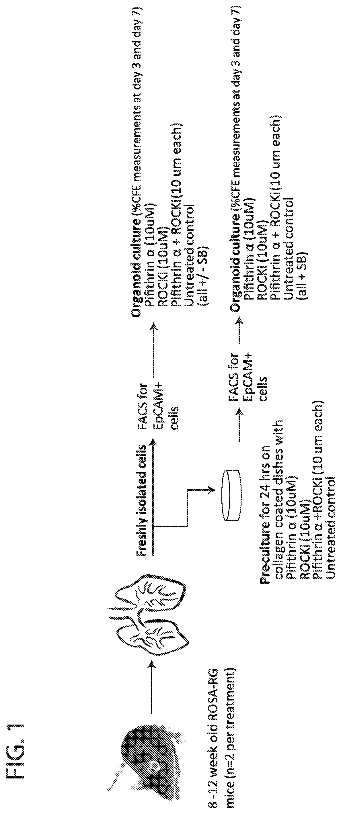 Methods for in vitro expansion of adult tissue stem cells