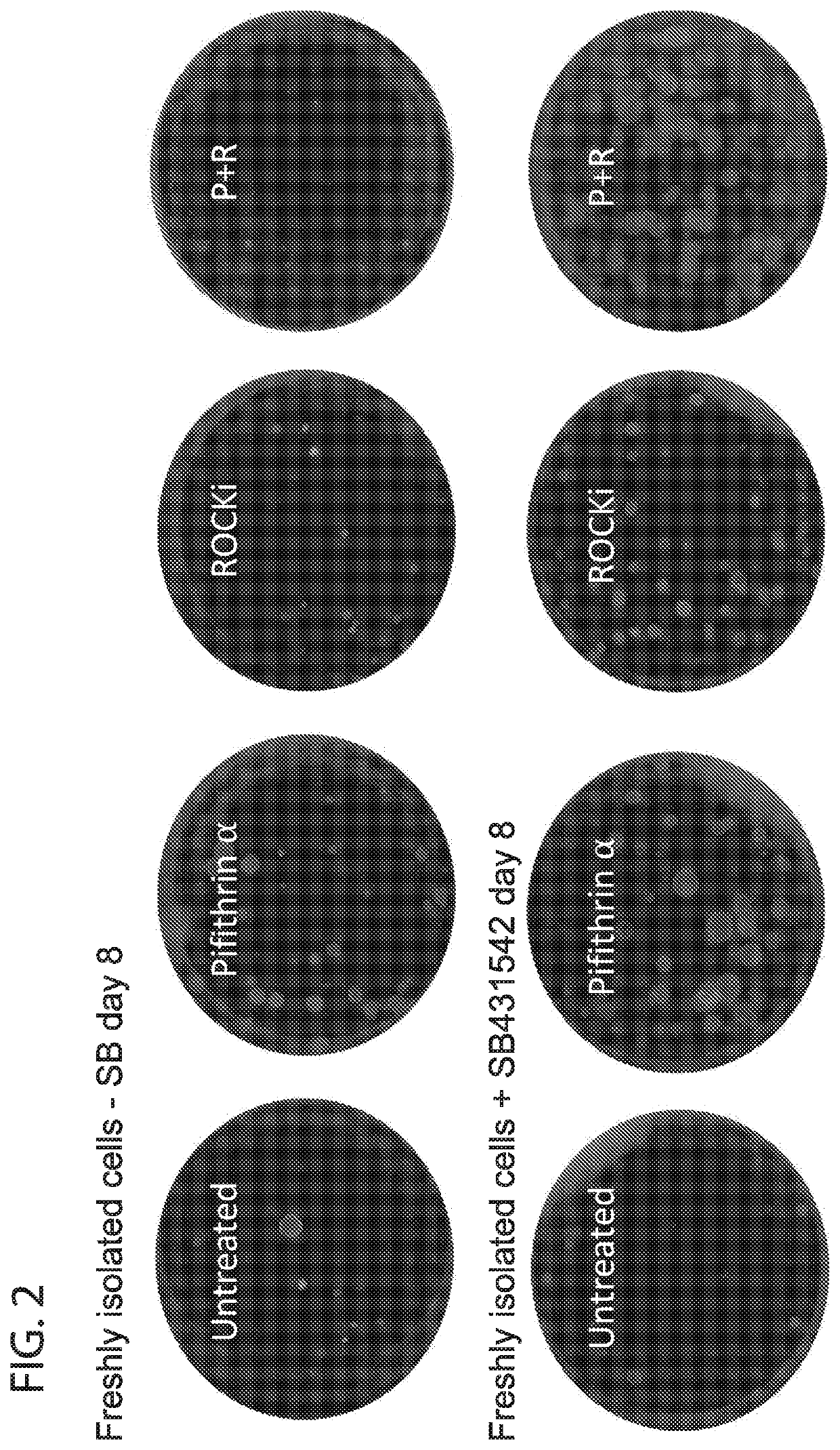 Methods for in vitro expansion of adult tissue stem cells