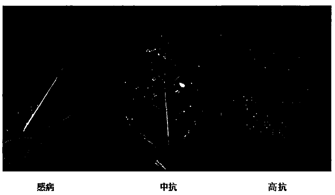 Method for identifying resistance of tobacco to meloidogyne incognita