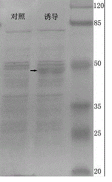 Endoplasmic reticulum-type ω-3 fatty acid desaturase gene and its application in Alpine mustard