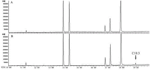 Endoplasmic reticulum-type ω-3 fatty acid desaturase gene and its application in Alpine mustard