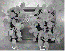 Endoplasmic reticulum-type ω-3 fatty acid desaturase gene and its application in Alpine mustard