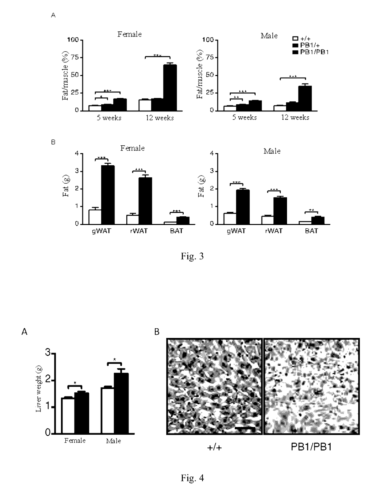 Application of gpr45 gene