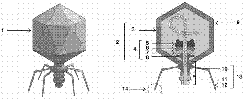 Acetylcholin esterase marked engineering phage for rapidly detecting microorganisms