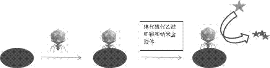 Acetylcholin esterase marked engineering phage for rapidly detecting microorganisms