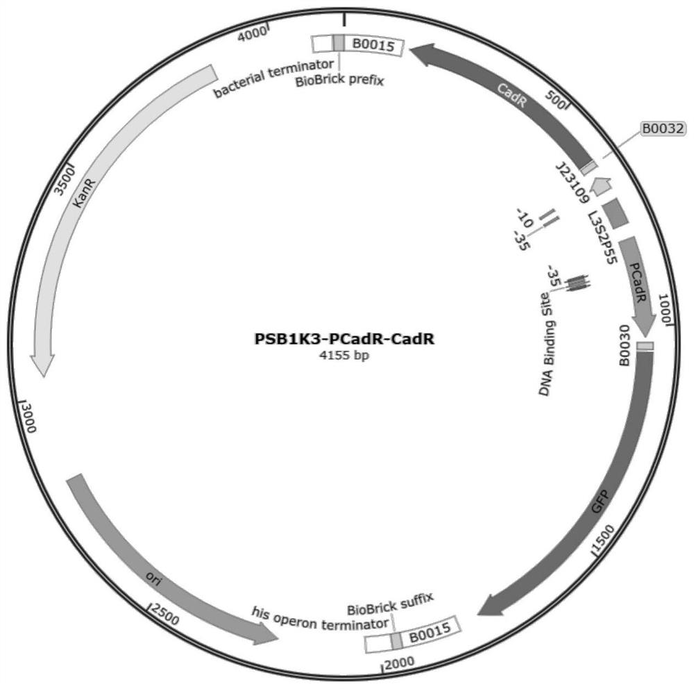 CadR gene mutant, recombinant vector containing mutant and application of recombinant vector