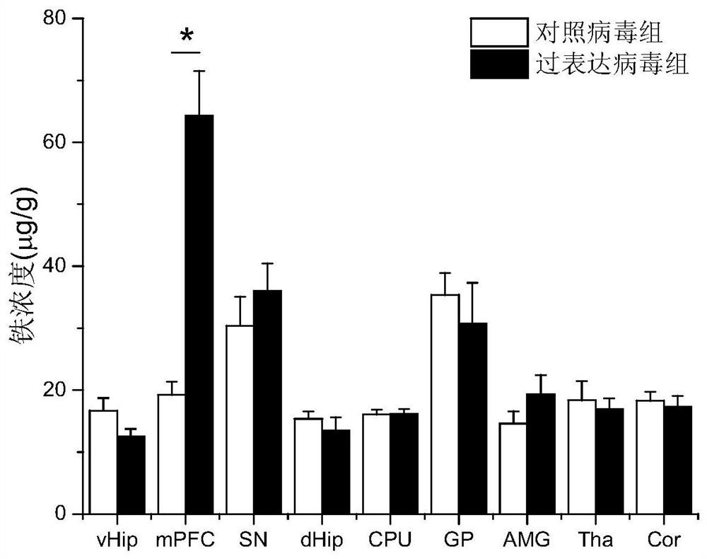 Application of drugs that increase iron transport from the ventral hippocampus to the medial prefrontal cortex in the preparation of drugs for the treatment of neuropsychiatric diseases