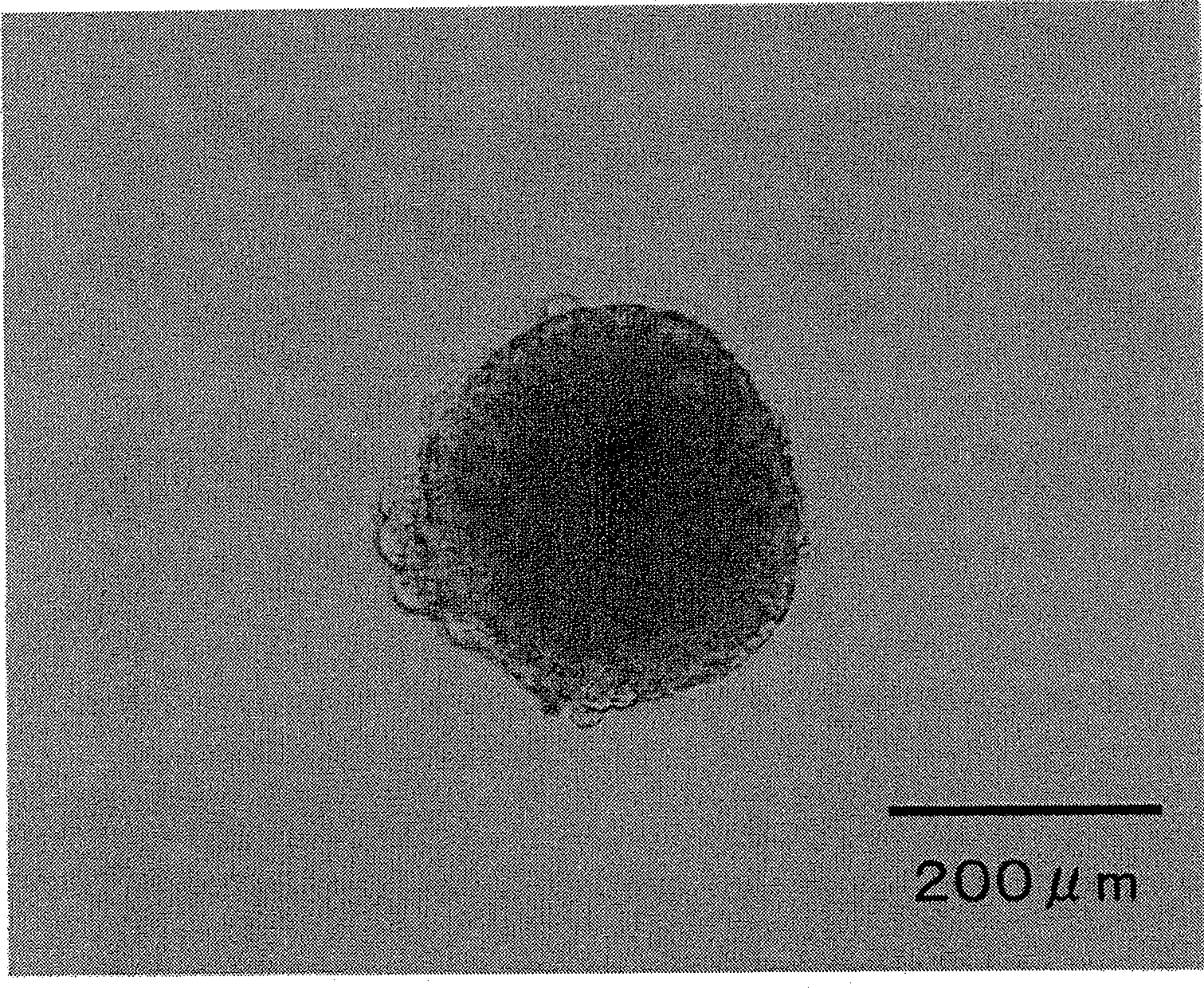 Container for germ layer formation and method of forming germ layer