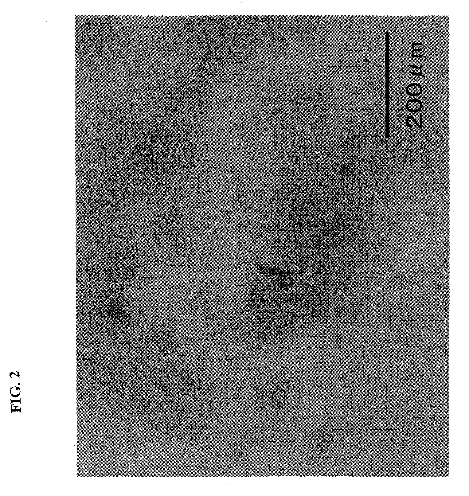 Container for germ layer formation and method of forming germ layer