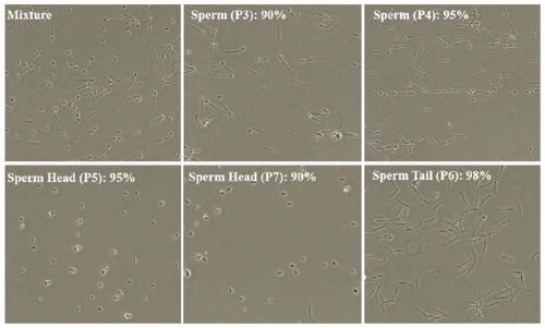 Method for rapidly separating sperm head, sperm tail and normal motile sperm