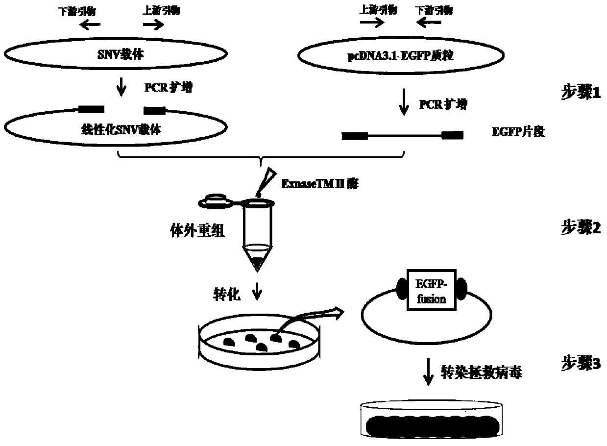 A construction method of rev virus infectious clone expressing green fluorescent envelope fusion protein