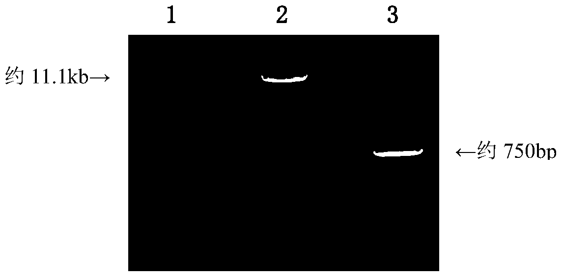 A construction method of rev virus infectious clone expressing green fluorescent envelope fusion protein