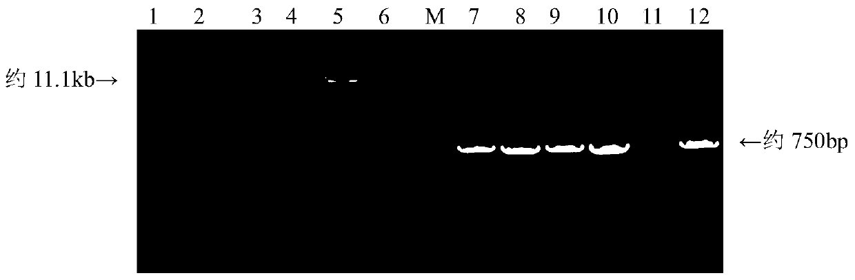 A construction method of rev virus infectious clone expressing green fluorescent envelope fusion protein