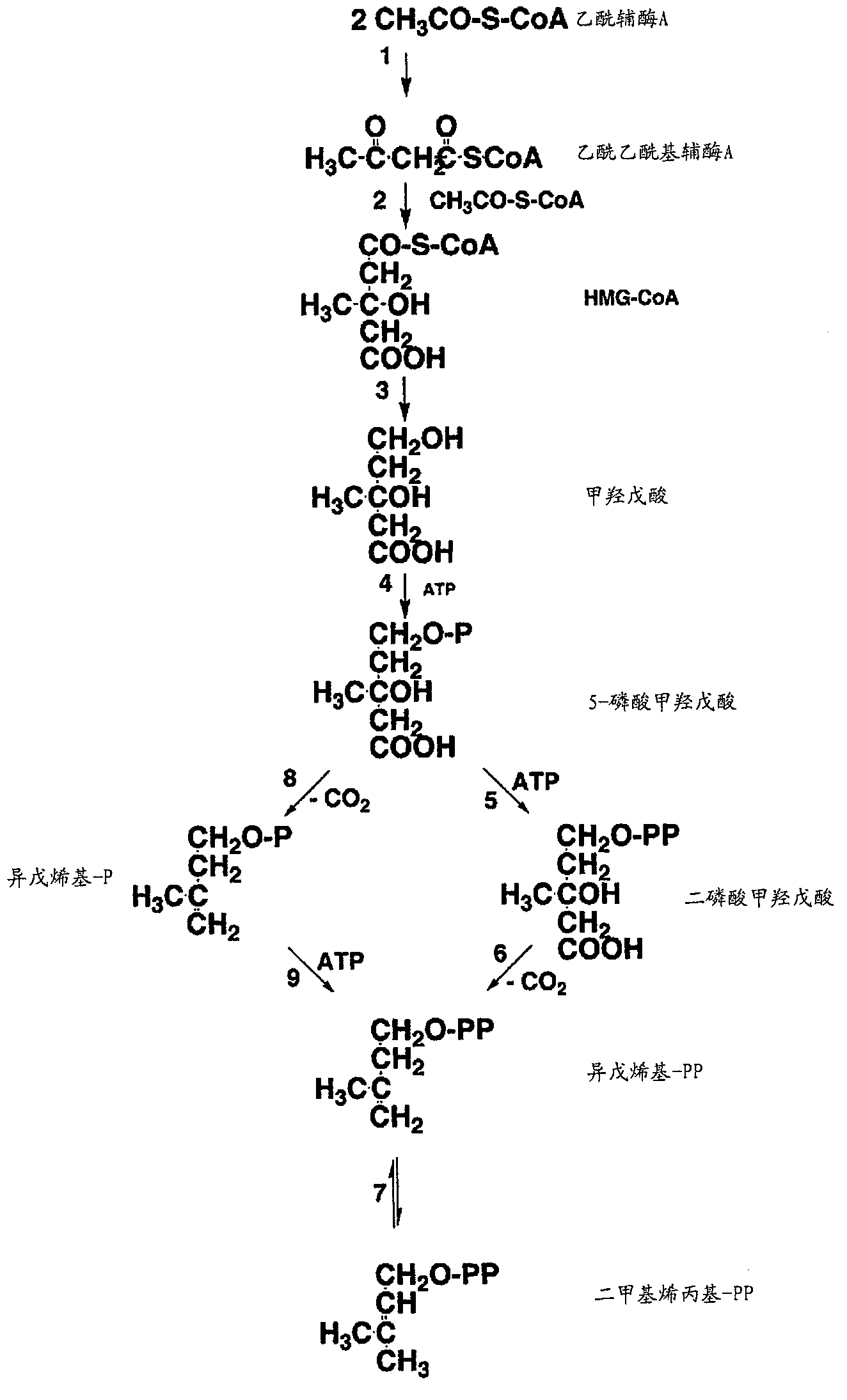 Compositions and methods for the increased production of isoprene and other products with 6 - phosphogluconolactonase (PGL)