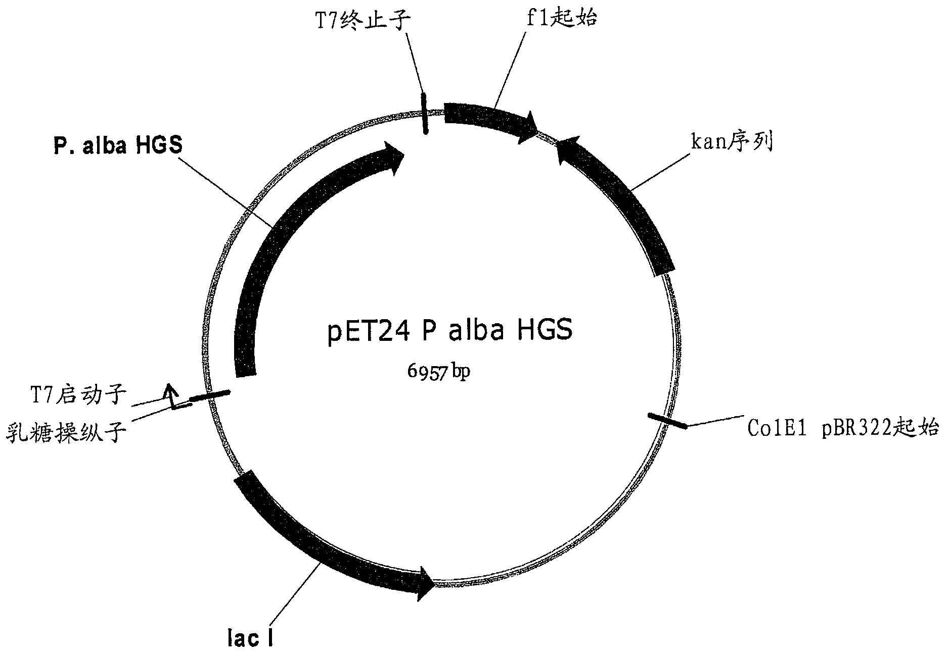 Compositions and methods for the increased production of isoprene and other products with 6 - phosphogluconolactonase (PGL)