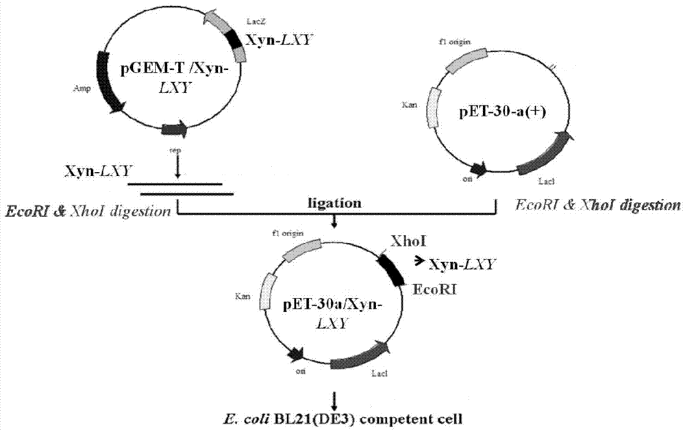 A kind of xylanase, its coding gene xyn-lxy and application thereof