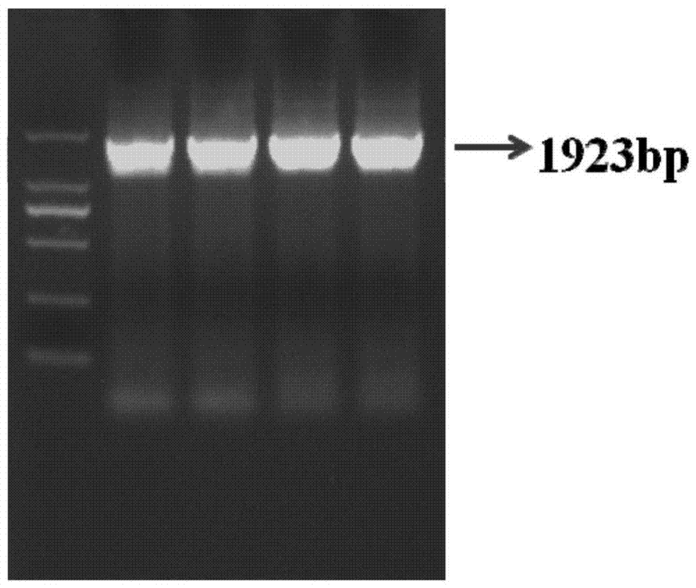 A kind of xylanase, its coding gene xyn-lxy and application thereof