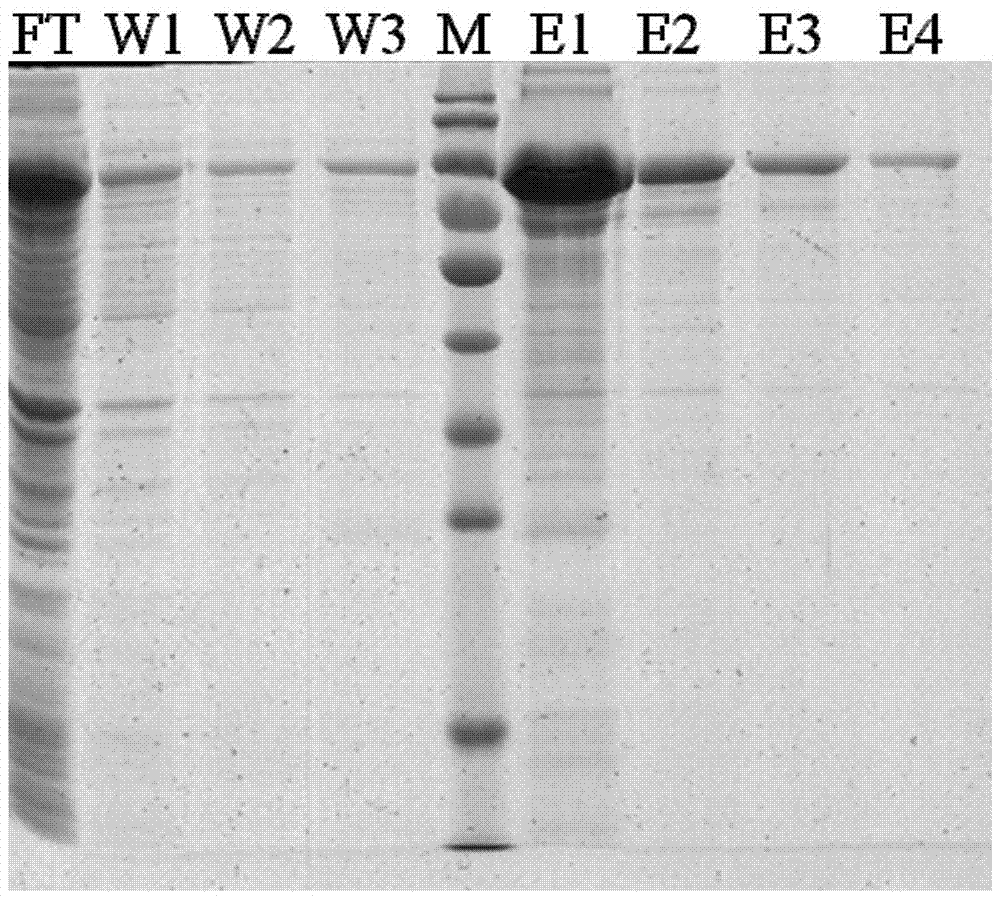 A kind of xylanase, its coding gene xyn-lxy and application thereof