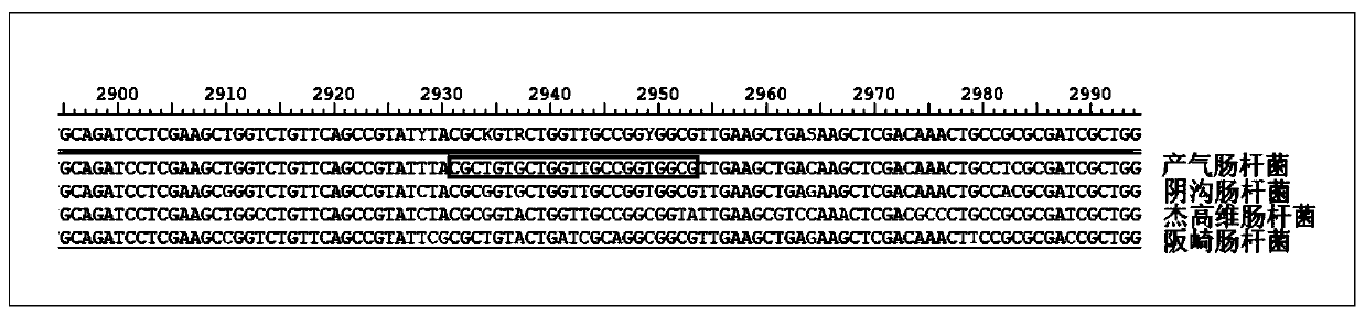 Reagent kit for detecting enterobacter aerogenes