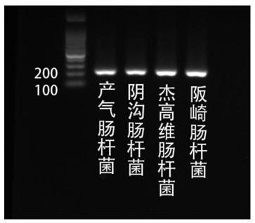 Reagent kit for detecting enterobacter aerogenes