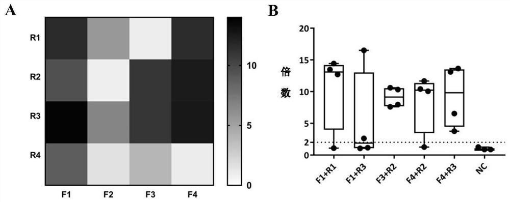 Detection method of Staphylococcus aureus based on exo-rpa technology and its complete set of reagents