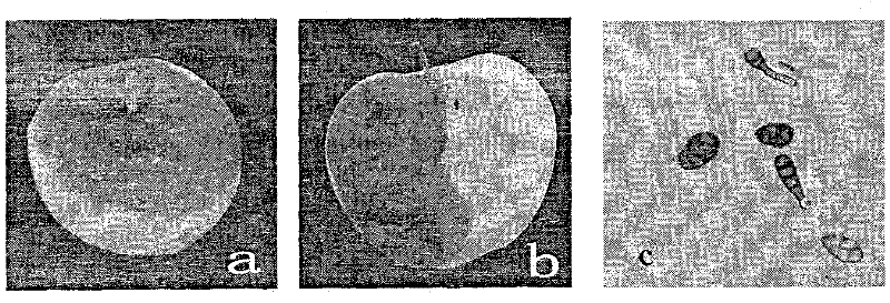 Lactobacillus used for biological preservation and application thereof