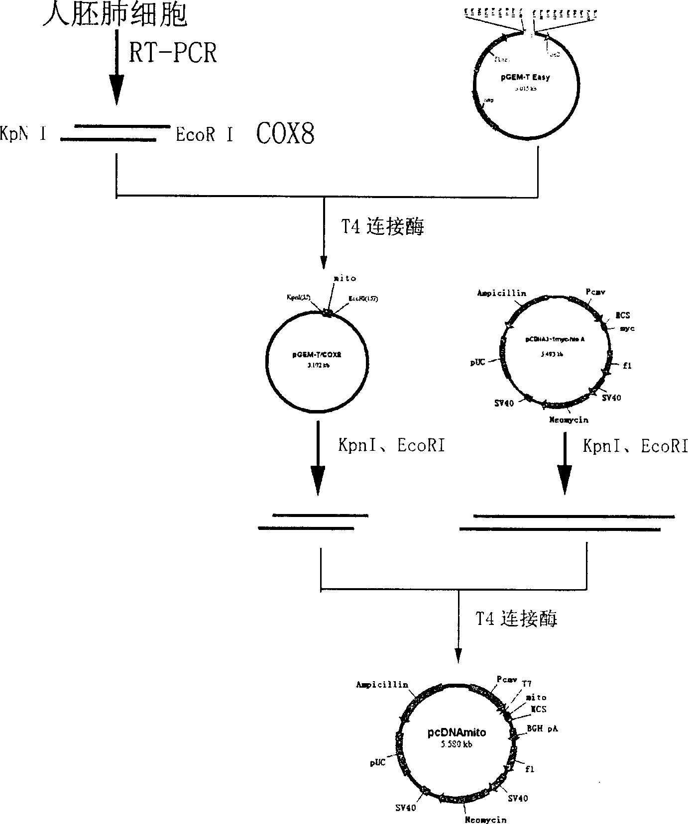 Eukaryotic expression vector of one specific target mitochondrion and its construction process and use