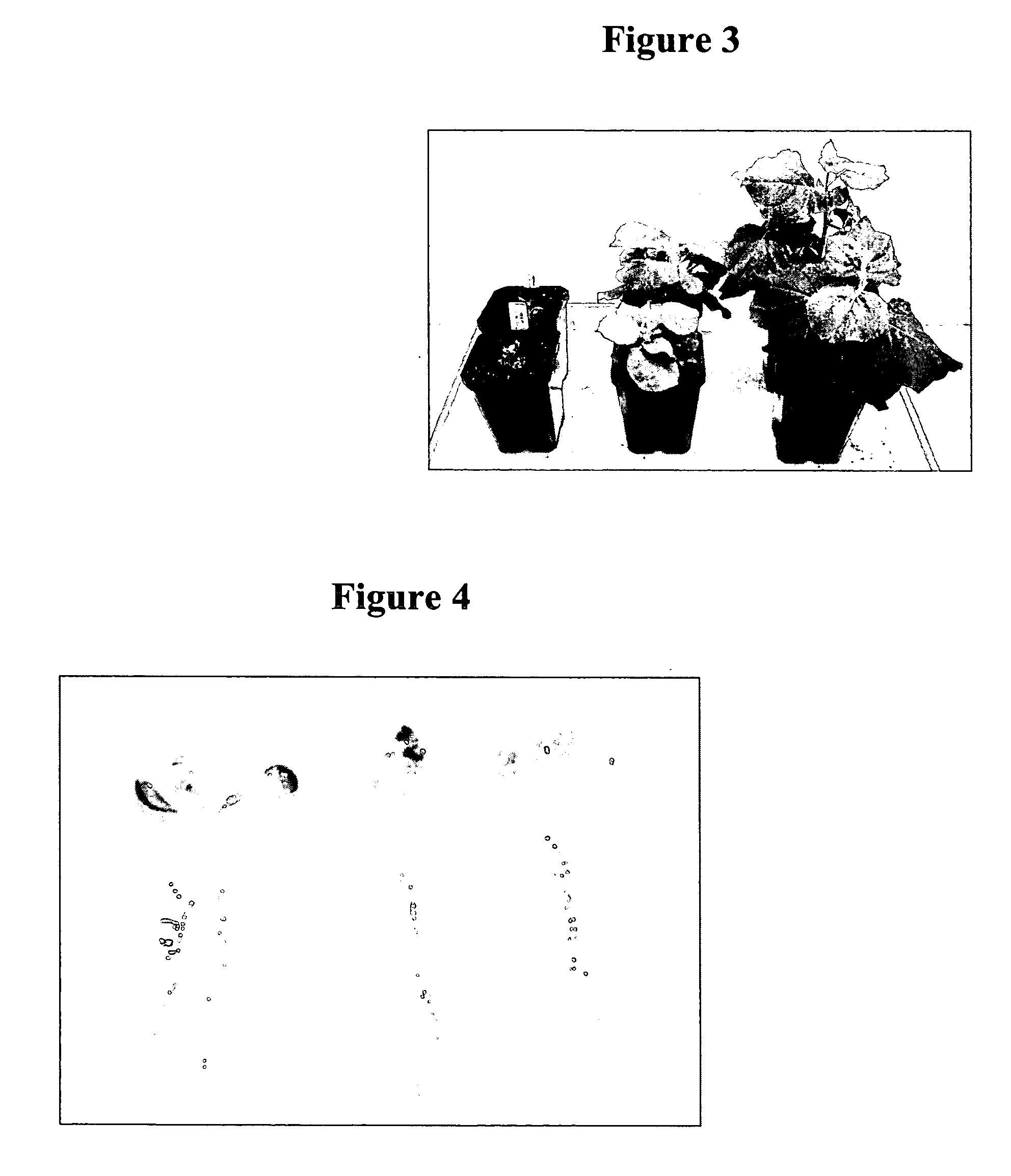 Plant cell cycle genes and methods of use