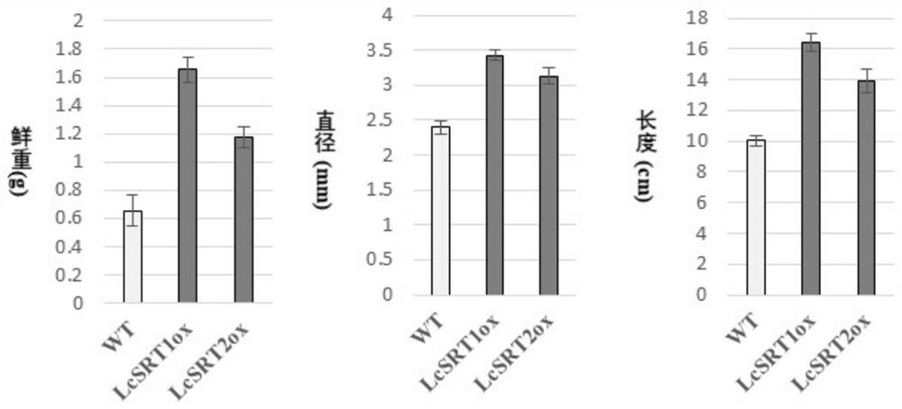 Application of Sir2 family gene or protein in regulation and control of sizes of plant organs