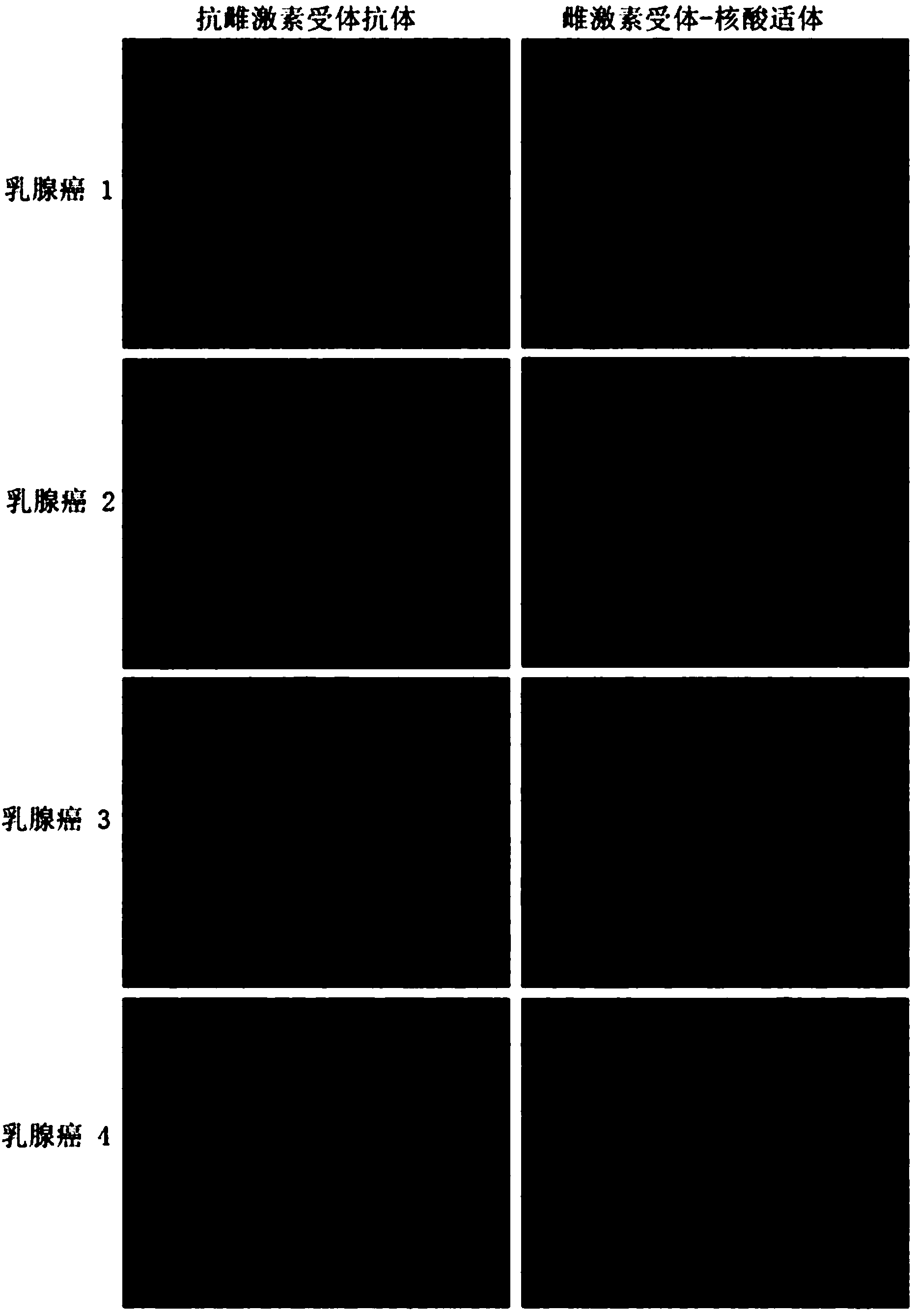 Nucleic acid fragment and purpose thereof