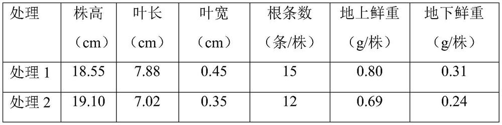 A biological seedling strengthening agent for enhancing stress resistance of rice and preparation method thereof