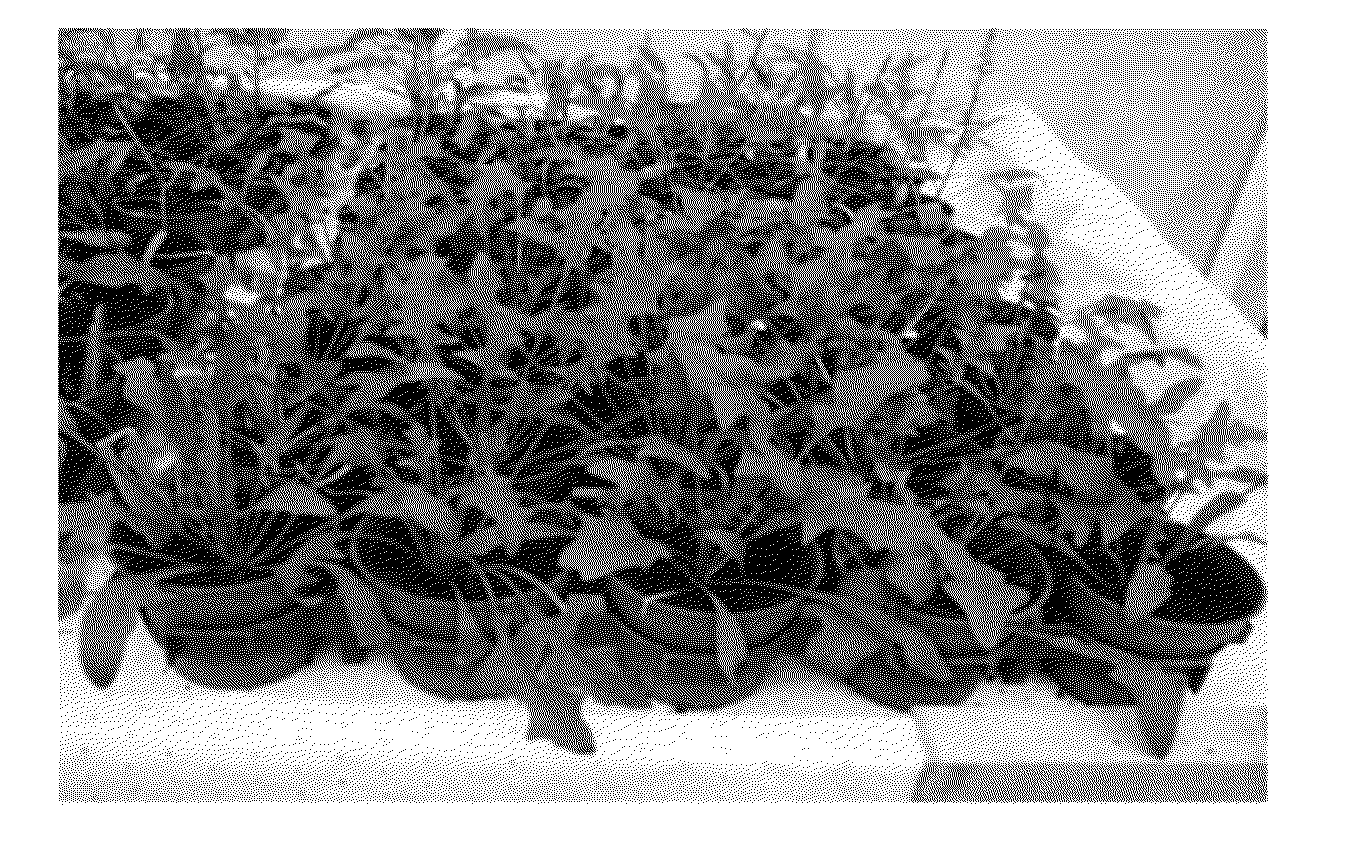 Methods and compositions for peronospora resistance in spinach