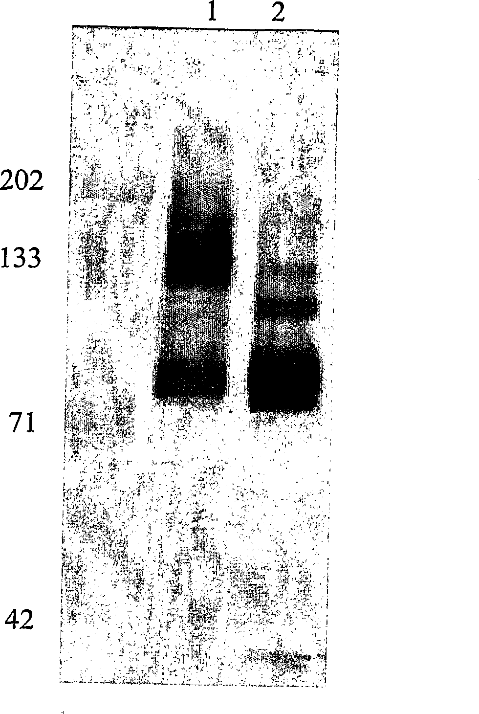 Cytotoxicity mediation of cells evidencing surface expression of cd44