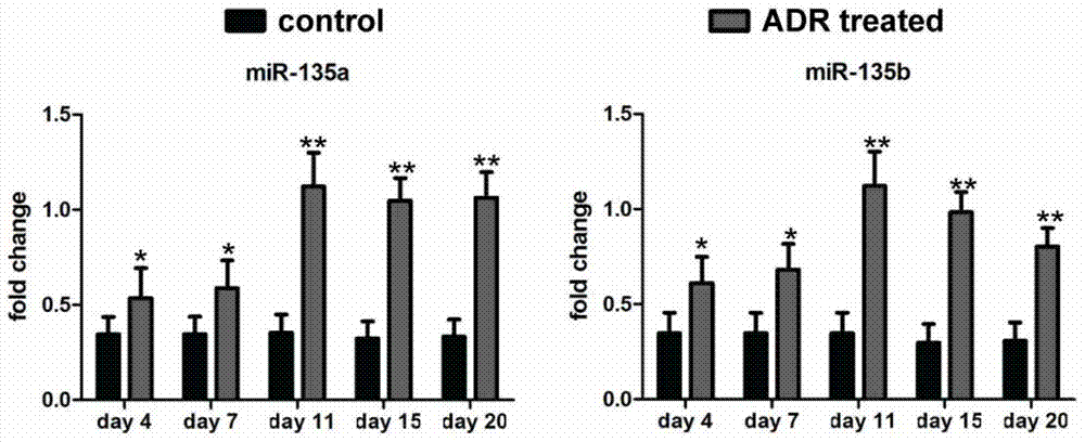 Uses of mir‑135 and its related drugs