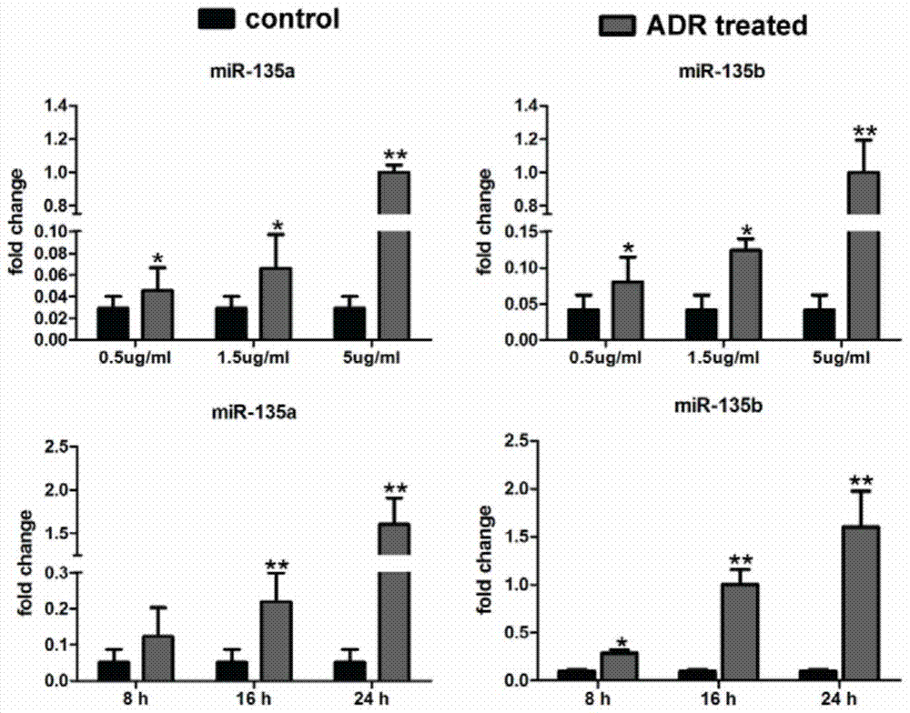 Uses of mir‑135 and its related drugs