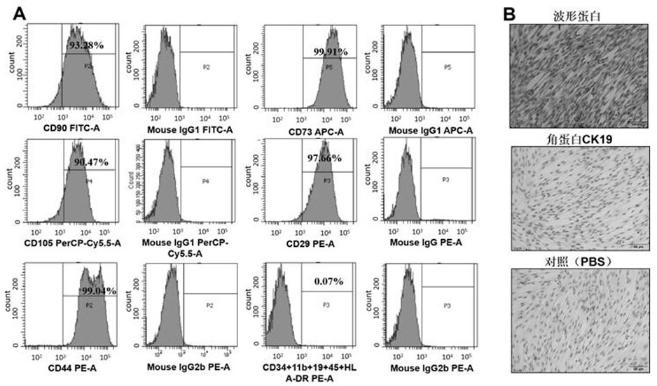 Method for resisting human mesenchymal stem cell aging and enhancing stem characteristics of human mesenchymal stem cells