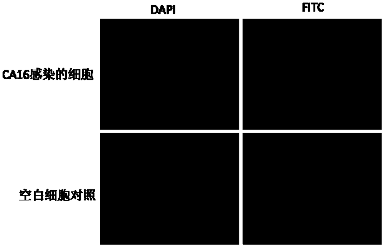 Monoclonal antibody for detecting coxsackie virus a16 type virus solid particles and use thereof