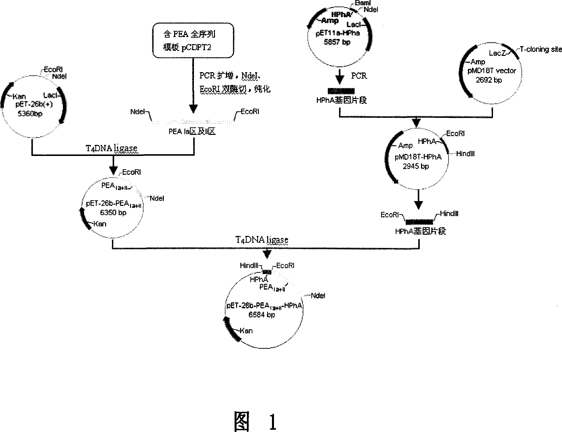 Recombined protein carrier PEA II-HphA of actively carrying exogenic gene, its preparing method and use