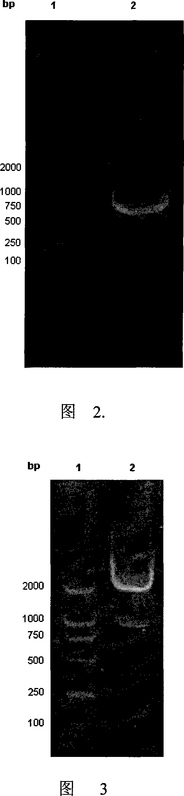 Recombined protein carrier PEA II-HphA of actively carrying exogenic gene, its preparing method and use