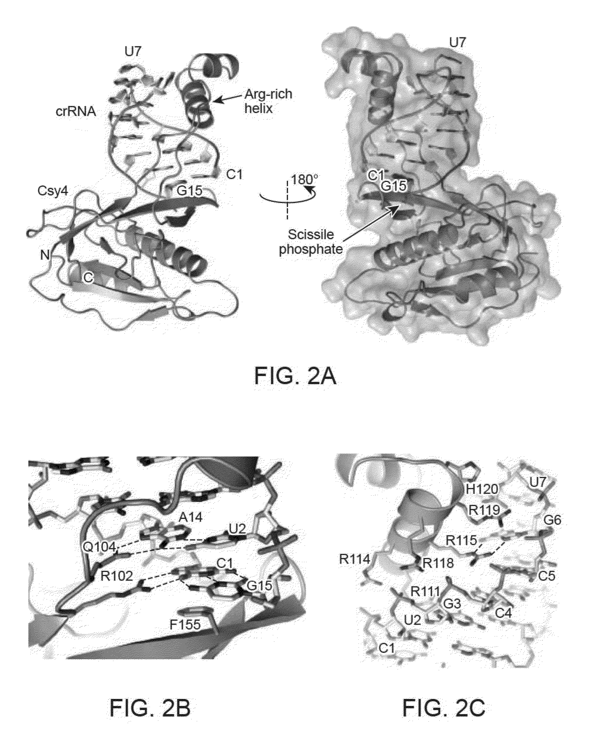 Endoribonuclease compositions and methods of use thereof