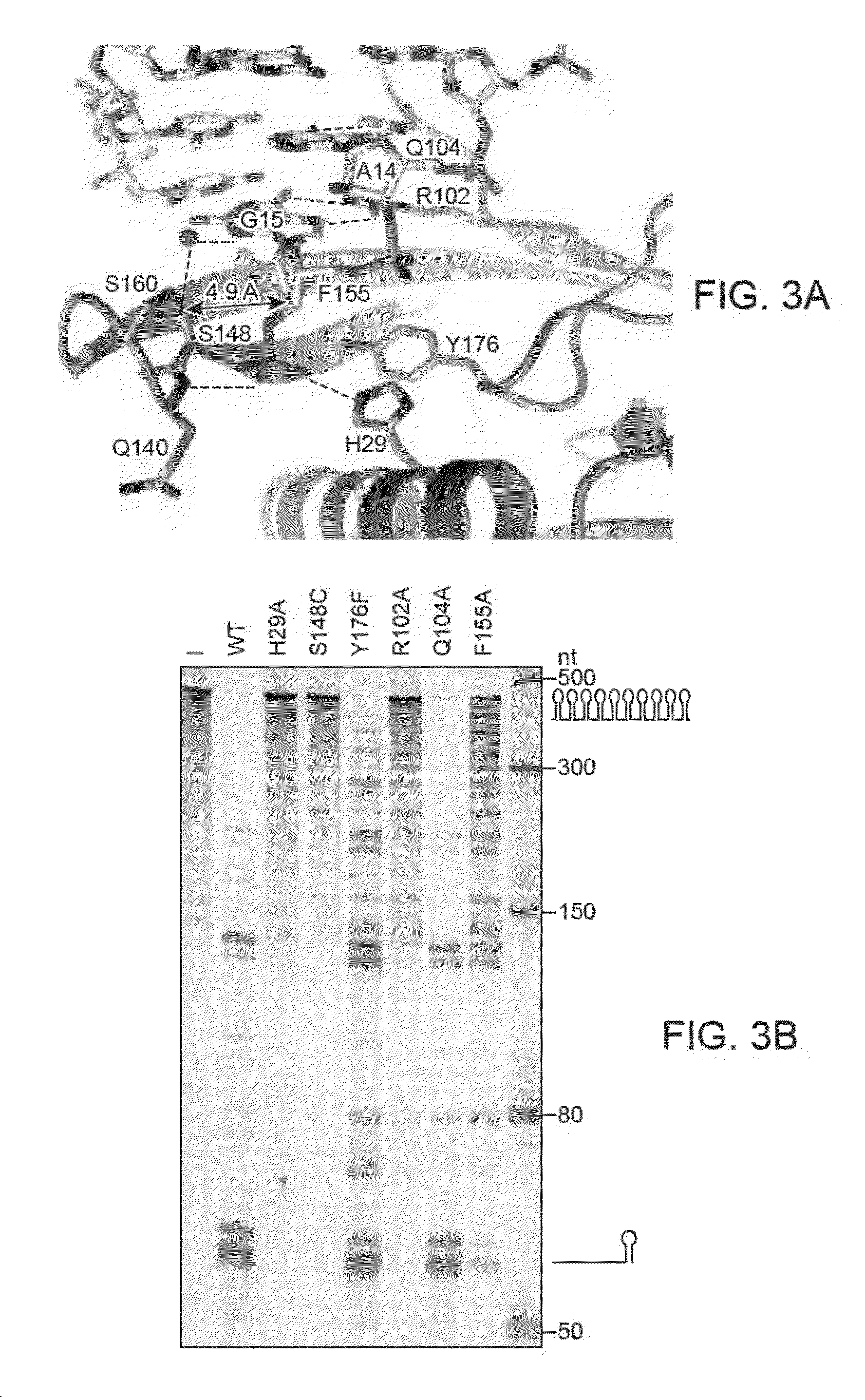 Endoribonuclease compositions and methods of use thereof