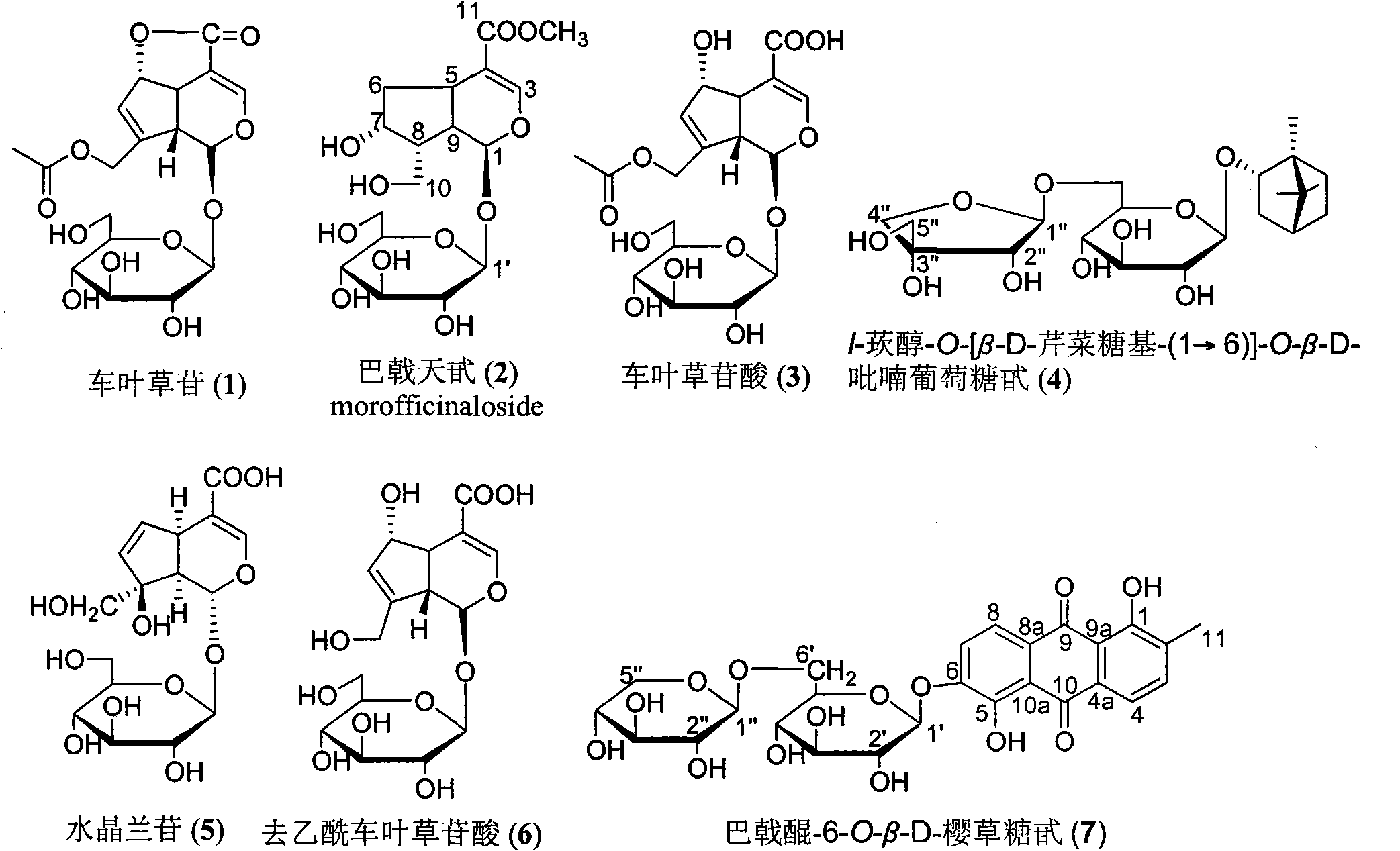 Total glycosides extractive of morinda plants, as well as preparation method and application thereof