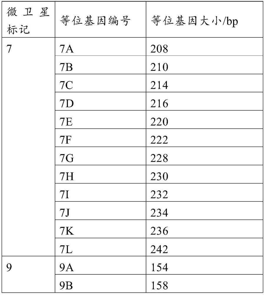 Specific microsatellite primer composition for identifying experimental minipig breeds and method for identifying experimental minipig breeds