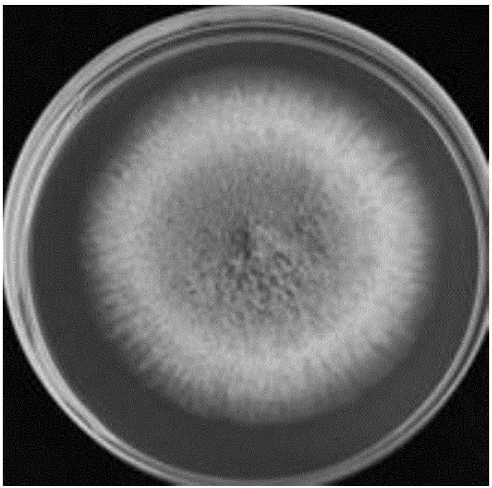 Aspergillus flavus strain incapable of producing aflatoxin and application of aspergillus flavus strain in biological prevention and control of aflatoxin pollution of peanuts