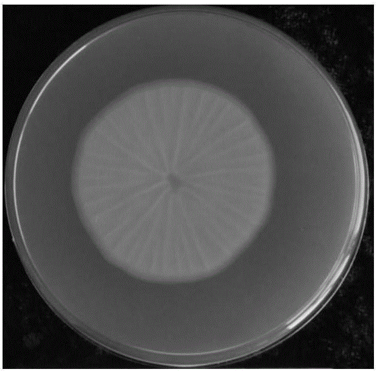 Aspergillus flavus strain incapable of producing aflatoxin and application of aspergillus flavus strain in biological prevention and control of aflatoxin pollution of peanuts