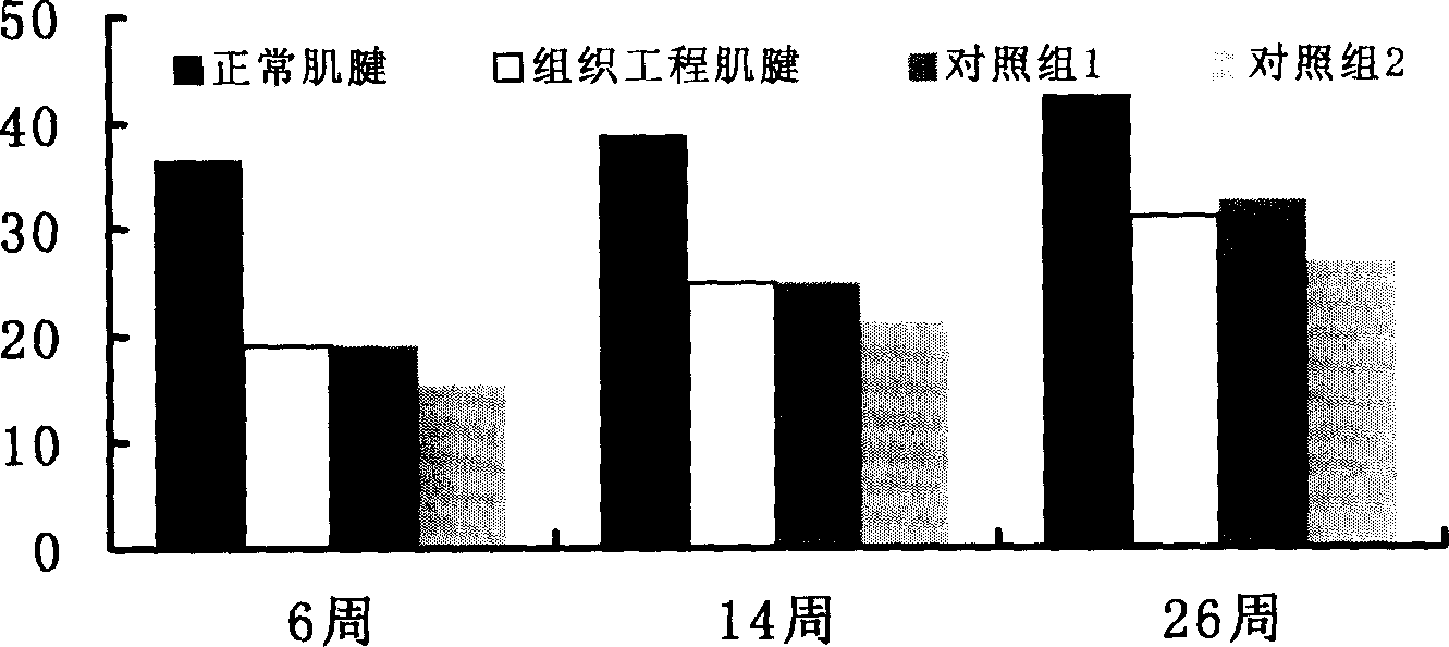 Tendon tissue engineered seed cell-hypodermal fibroblast