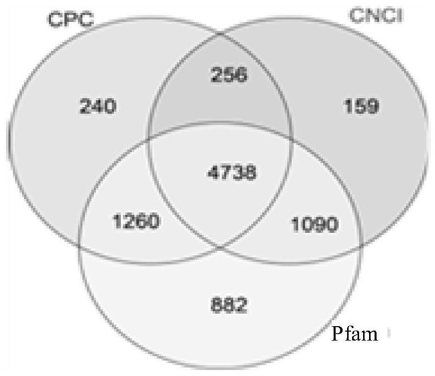 lncRNA coding gene related to sheep skeletal muscle development and its application