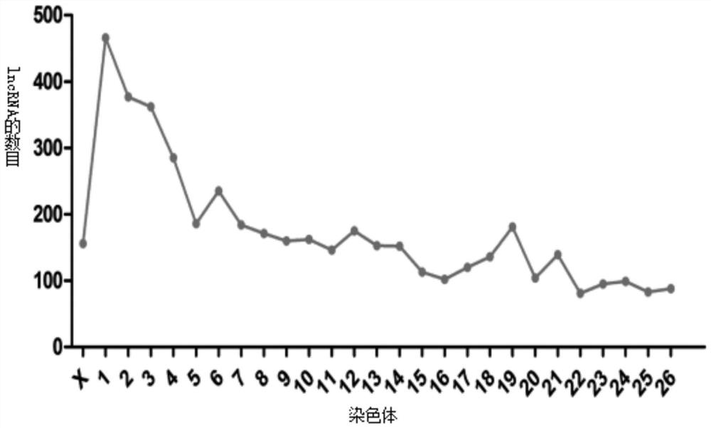 lncRNA coding gene related to sheep skeletal muscle development and its application