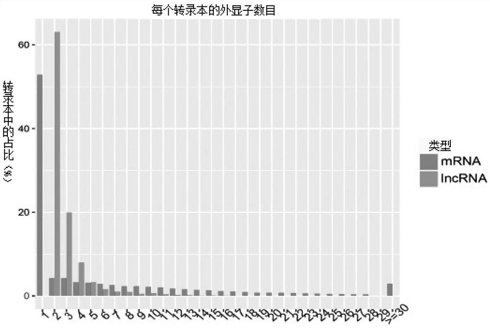 lncRNA coding gene related to sheep skeletal muscle development and its application